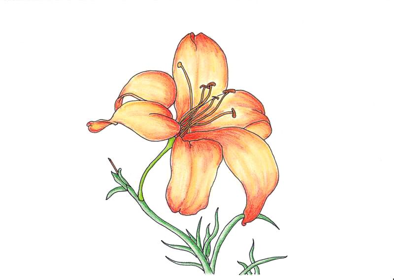 Dessiner Un Lys comment dessiner des fleurs Les dessins et coloriage
